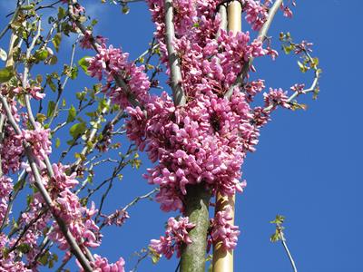  Cercis siliquastrum